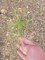 Corispermum declinatum