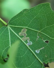 Stigmella assimilella