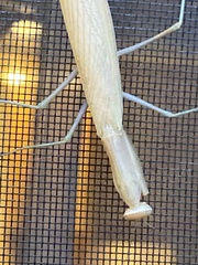 Mantis religiosa