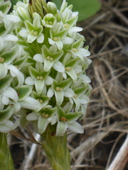 Platanthera elegans decurtata