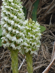 Platanthera elegans decurtata