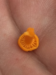 Cantharellus minor image