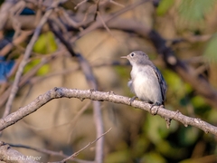 Polioptila caerulea caerulea