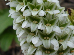 Platanthera elegans decurtata