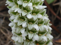 Platanthera elegans decurtata