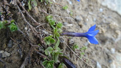 Gentiana brachyphylla