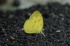Eurema andersoni