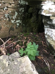 Aconitum noveboracense