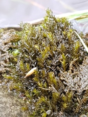 Cinclidotus fontinaloides