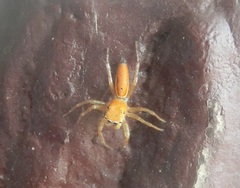 Cosmophasis lami