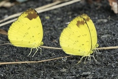 Eurema simulatrix