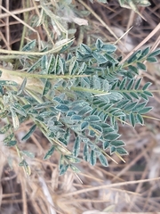 Astragalus siculus