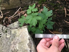 Aconitum noveboracense