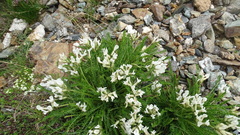 Oxytropis fetida