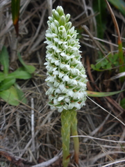 Platanthera elegans decurtata