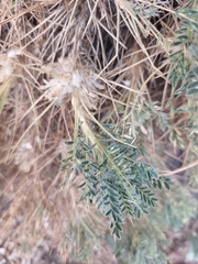 Astragalus siculus