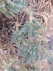 Astragalus siculus