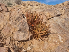 Aloe gariepensis
