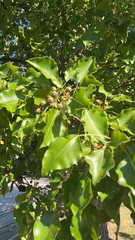 Pyrus calleryana