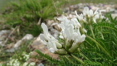 Oxytropis fetida