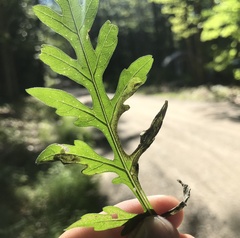 Agromyza ambrosivora