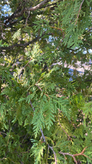 Thuja occidentalis