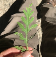 Agromyza ambrosivora