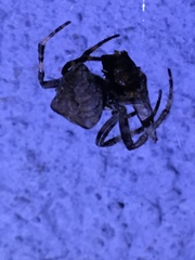 Araneus angulatus
