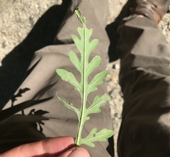 Agromyza ambrosivora