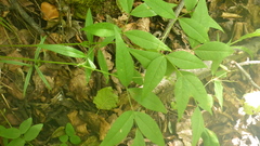 Vicia venosa