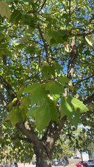 Acer rubrum