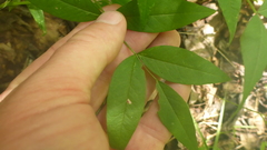 Vicia venosa