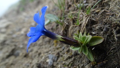Gentiana brachyphylla