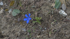 Gentiana brachyphylla