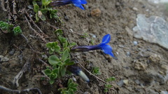 Gentiana brachyphylla