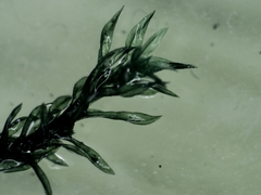 Cinclidotus fontinaloides