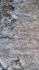Pertusaria coccodes