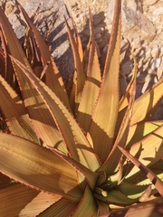 Aloe gariepensis