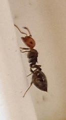 Crematogaster scutellaris