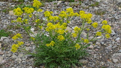 Sisymbrium austriacum