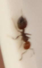 Crematogaster scutellaris