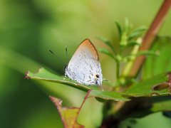 Sinthusa privata