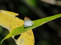 Sinthusa privata