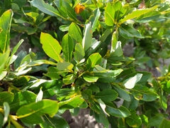 Salix hastata