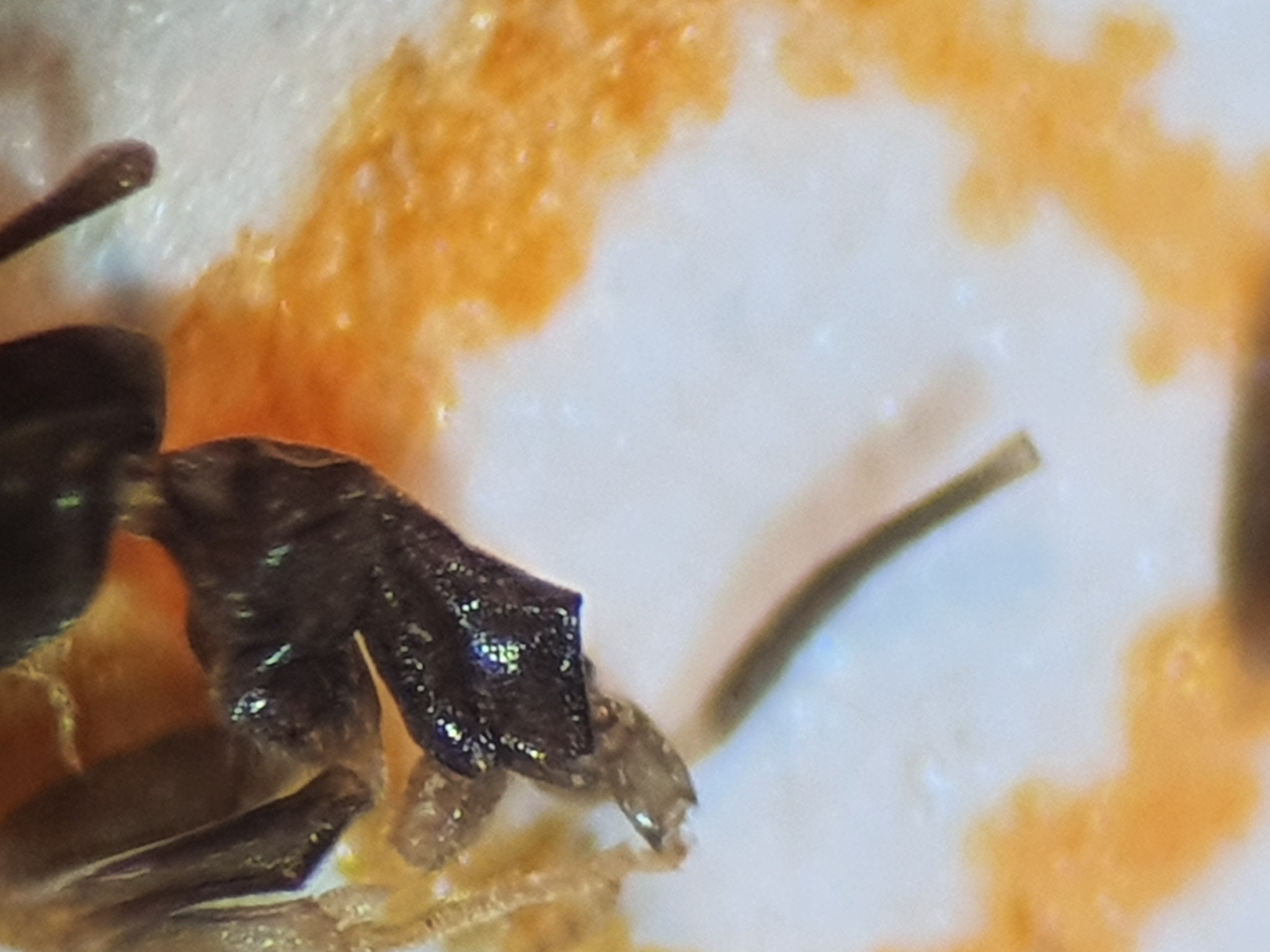 Tapinoma lugubre