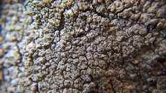 Pertusaria coccodes