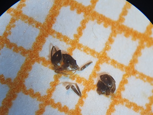 Tapinoma lugubreTapinoma lugubre