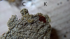 Pertusaria coccodes