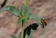 Chrysotoxum triarcuatum