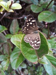 Pararge aegeria